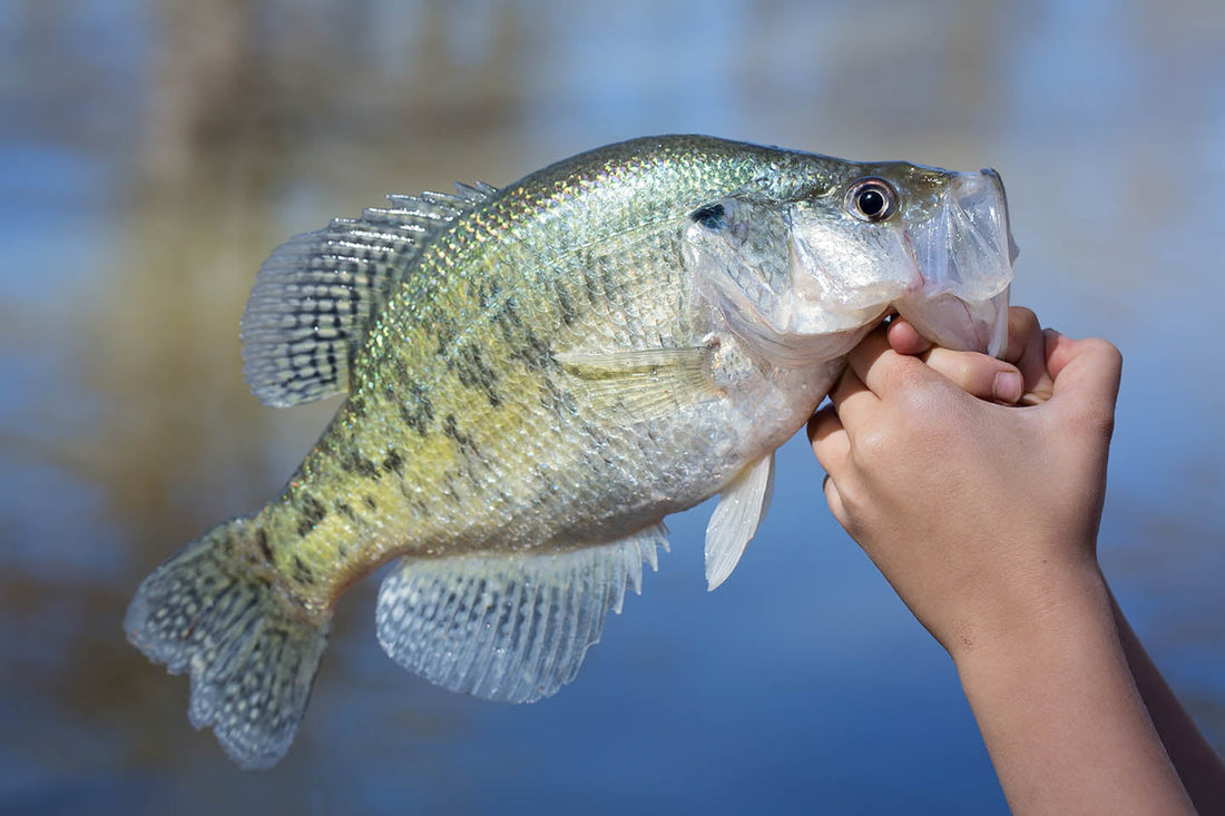 Crappies by Degrees