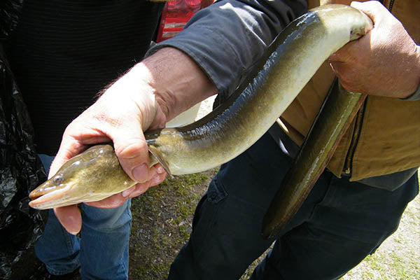 How to Catch (and Eat) Eels