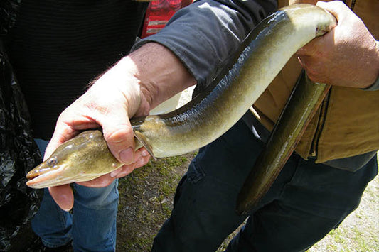 How to Catch (and Eat) Eels