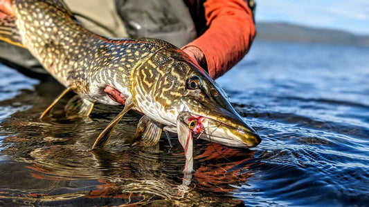 Summer Pike