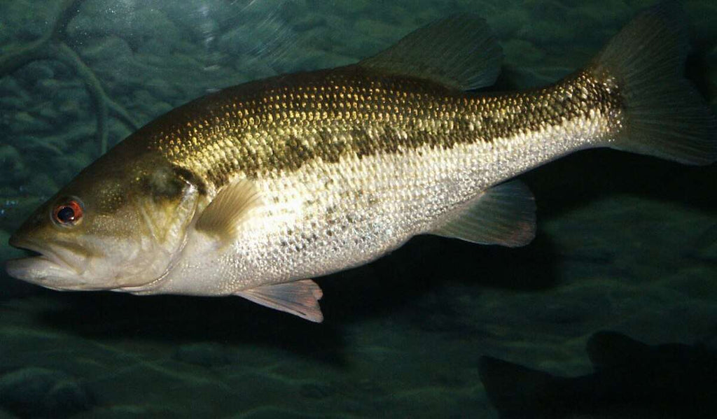 Legendary 25-Pound Bass Goes Belly Up