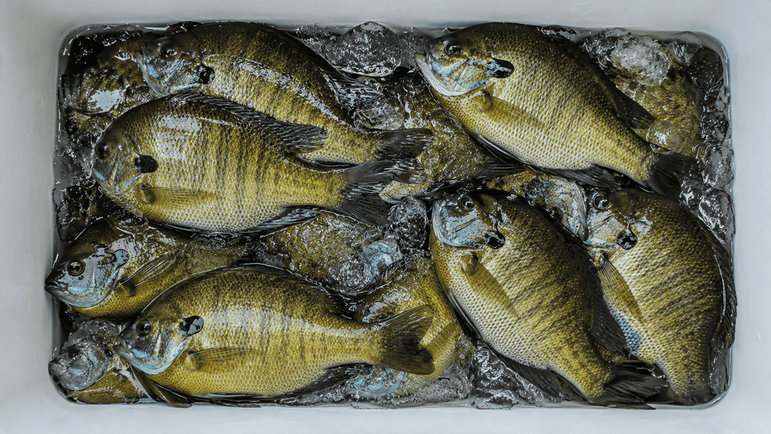 How to Catch Bluegill – A 2025–2026 Guide to Simple, Fun Fishing