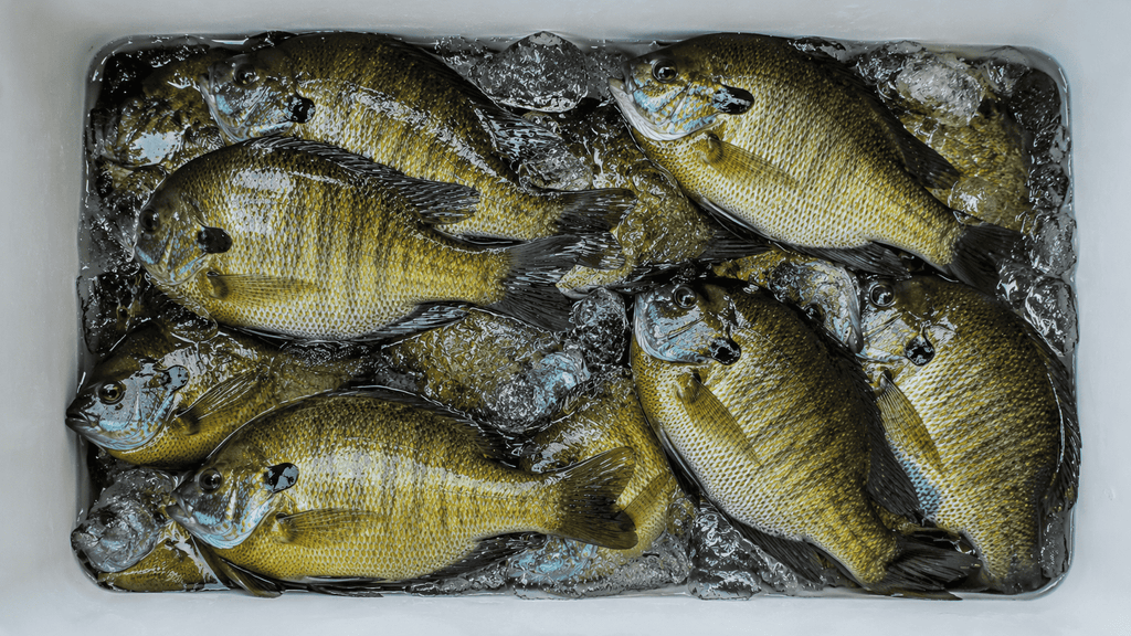 How to Catch Bluegill – A 2025–2026 Guide to Simple, Fun Fishing