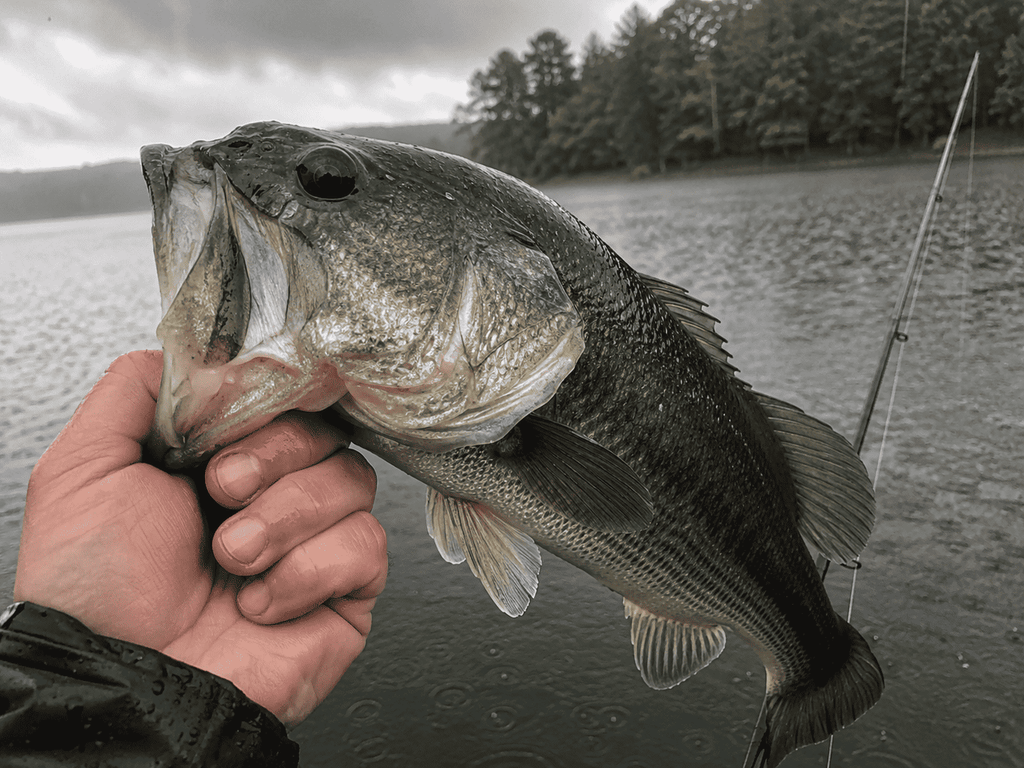 Fishing After the Rain – A 2025–2026 Guide to Post-Storm Bass Tactics