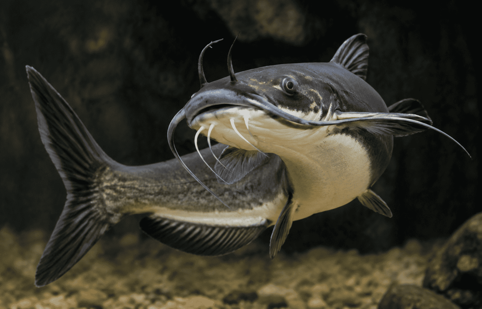 Types of Catfish and How to Identify Them – A 2025–2026 Field Guide ...