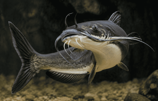 Types of Catfish and How to Identify Them – A 2025–2026 Field Guide