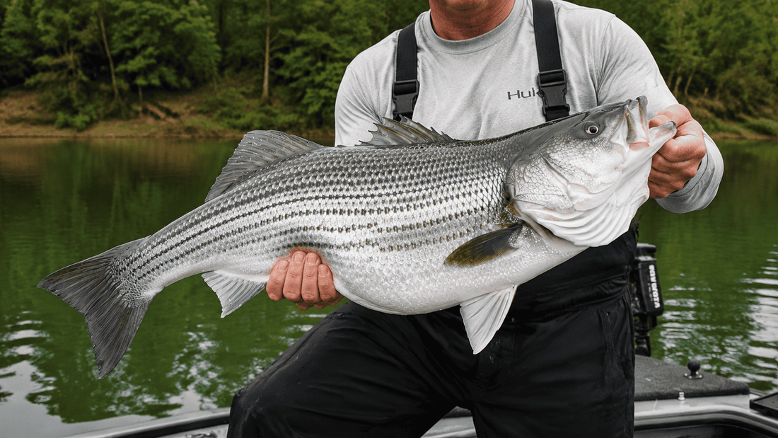 Striped Bass Fishing Gear Guide 2026: The Right Setup for Every Situation