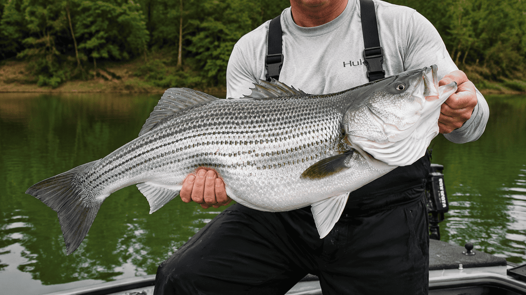 Striped Bass Fishing Gear Guide 2026: The Right Setup for Every Situation