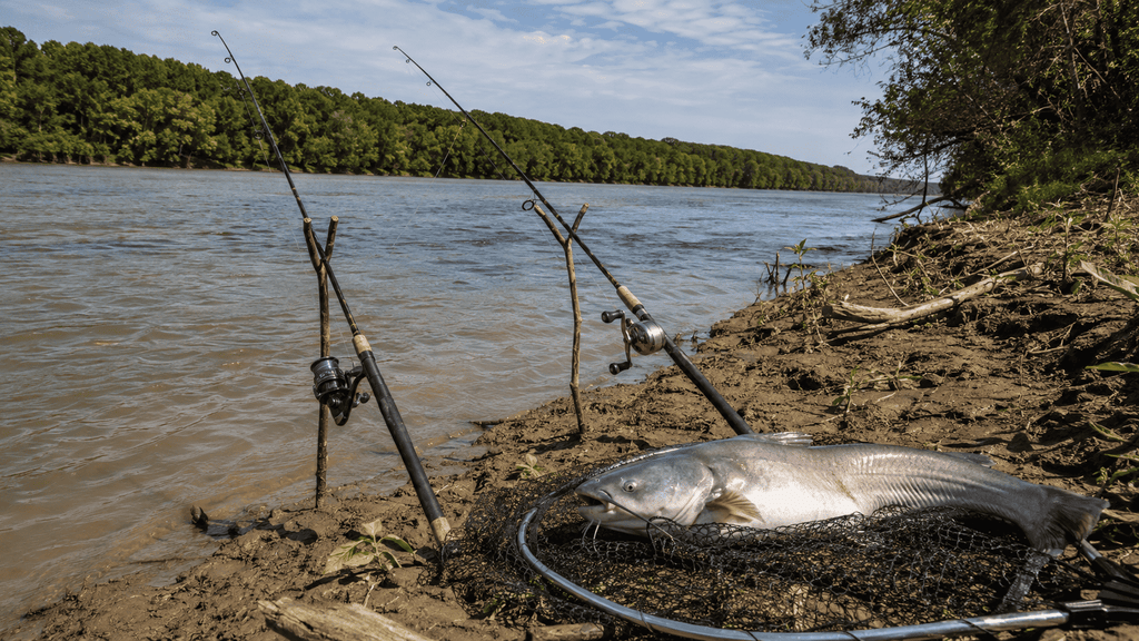 Spinning Reel vs. Baitcaster for Catfish Fishing: Which Is Better?